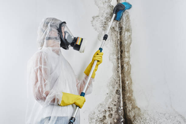 Why You Should Choose Our Mold Remediation Services in Chauvin, LA